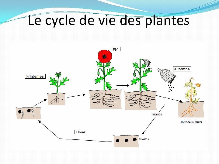 Le cycle de vie des plantes 