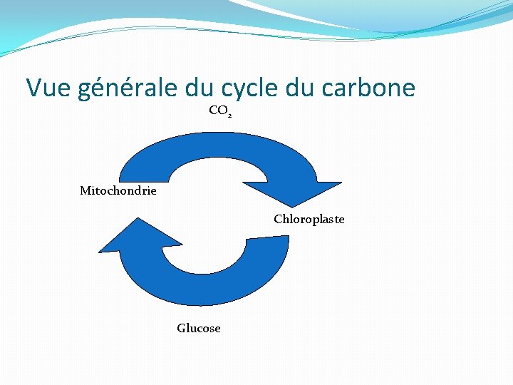 Vue générale du cycle du carbone CO 2 Mitochondrie Chloroplaste Glucose 