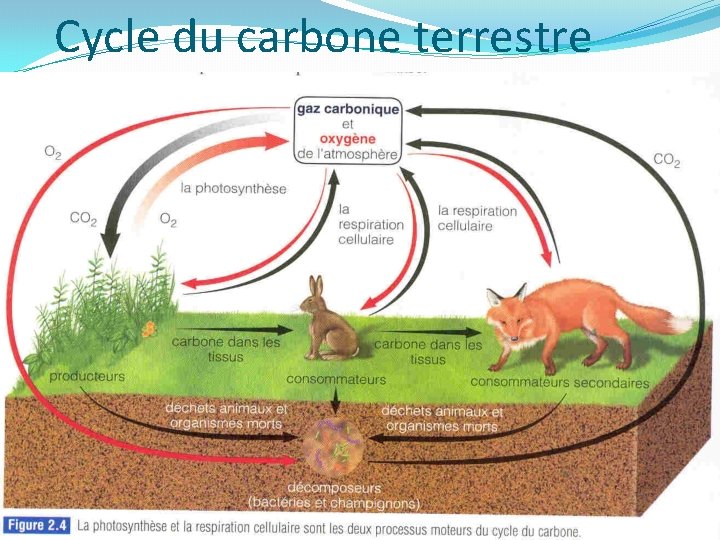 Cycle du carbone terrestre 