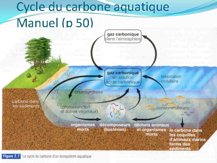 Cycle du carbone aquatique Manuel (p 50) 