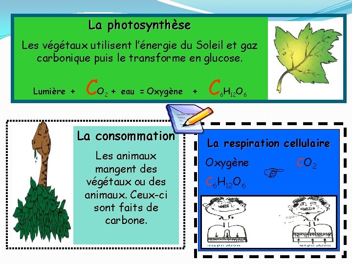 La photosynthèse Les végétaux utilisent l’énergie du Soleil et gaz carbonique puis le transforme