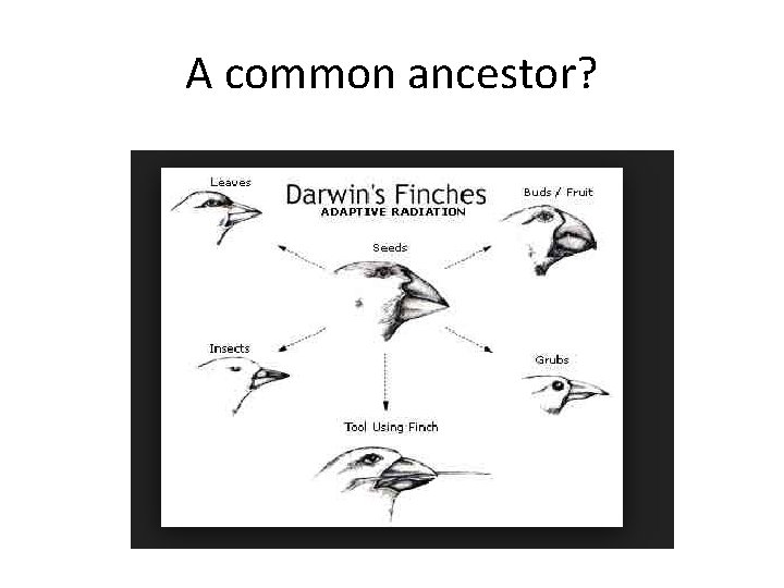 A common ancestor? 