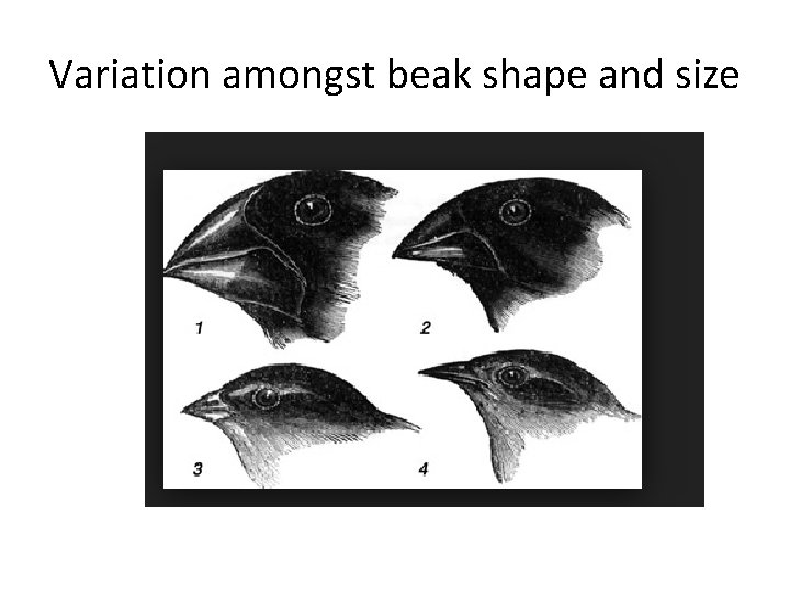 Variation amongst beak shape and size 