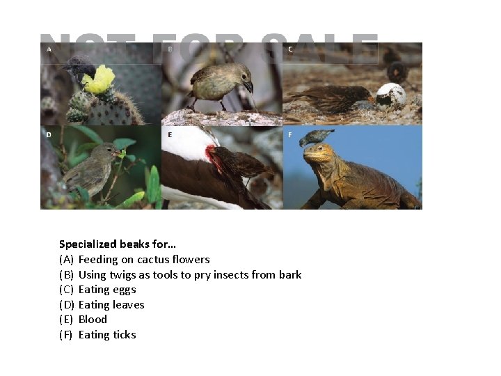 Specialized beaks for… (A) Feeding on cactus flowers (B) Using twigs as tools to