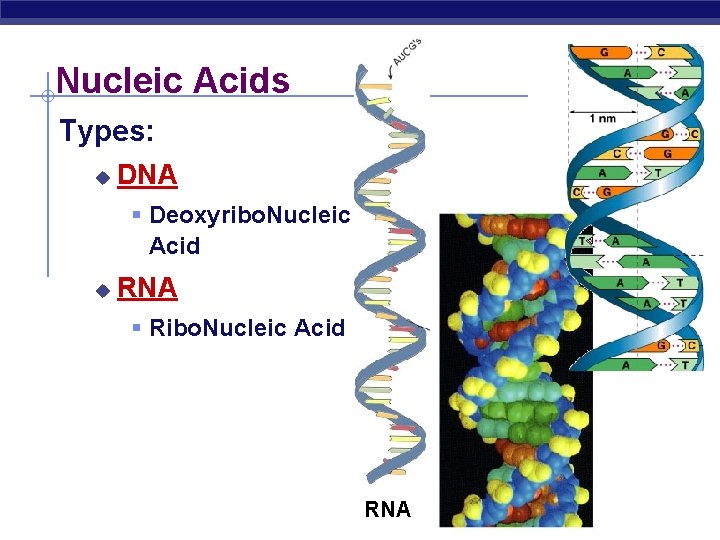 Nucleic Acids Types: u DNA § Deoxyribo. Nucleic Acid u RNA § Ribo. Nucleic