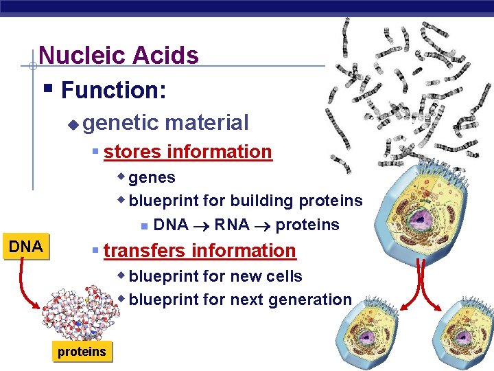 Nucleic Acids § Function: u genetic material § stores information w genes w blueprint