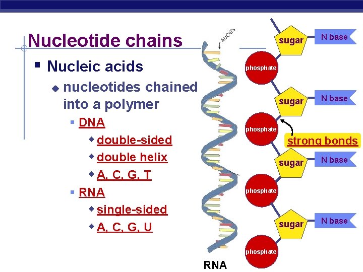 Nucleotide chains § Nucleic acids u sugar N base phosphate nucleotides chained into a