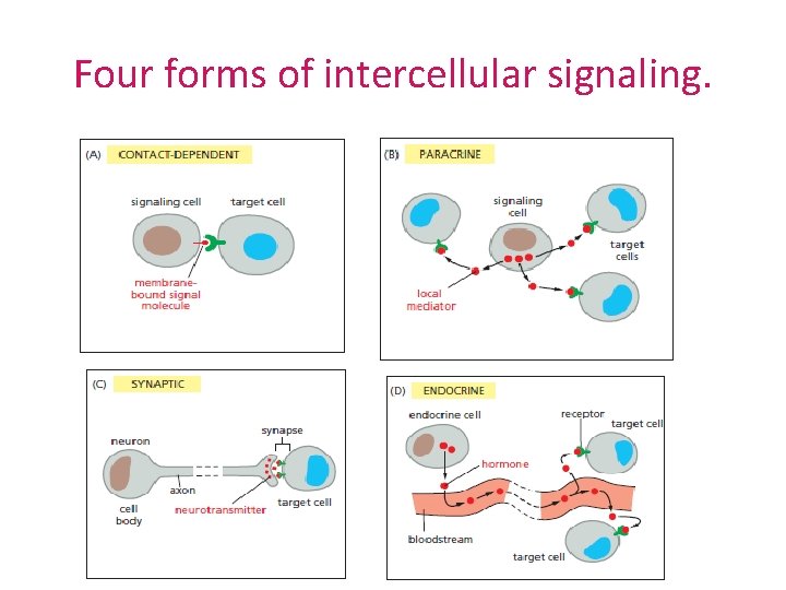 Four forms of intercellular signaling. 