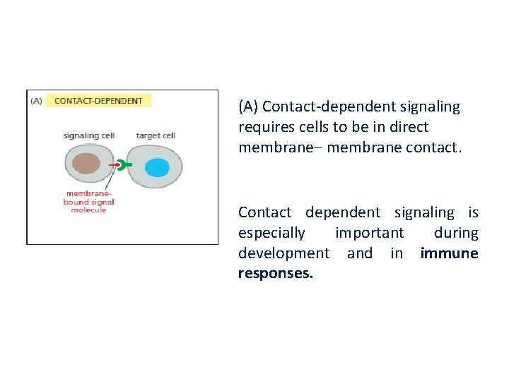 (A) Contact-dependent signaling requires cells to be in direct membrane– membrane contact. Contact dependent