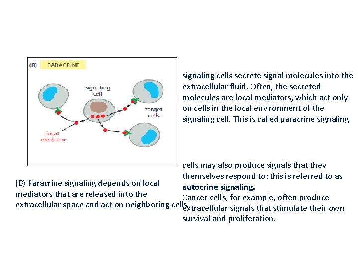 signaling cells secrete signal molecules into the extracellular fluid. Often, the secreted molecules are