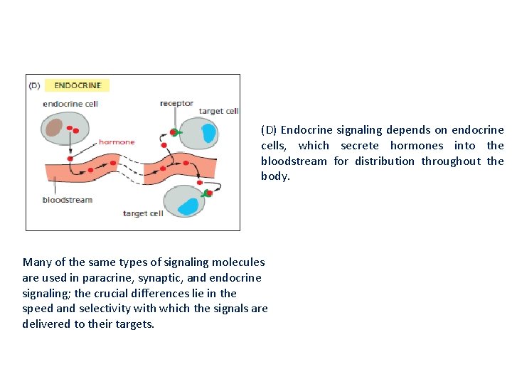 (D) Endocrine signaling depends on endocrine cells, which secrete hormones into the bloodstream for