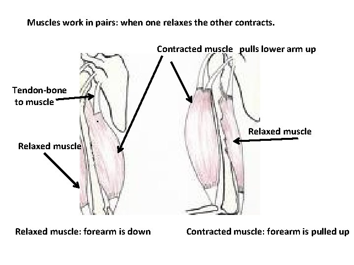 Slack Muscles HUMAN ORGAN SYSTEMS II Organ system Skeletal Main