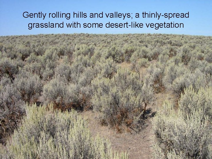 Gently rolling hills and valleys; a thinly-spread grassland with some desert-like vegetation 
