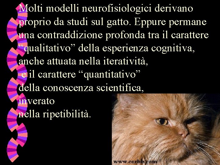 Molti modelli neurofisiologici derivano proprio da studi sul gatto. Eppure permane una contraddizione profonda