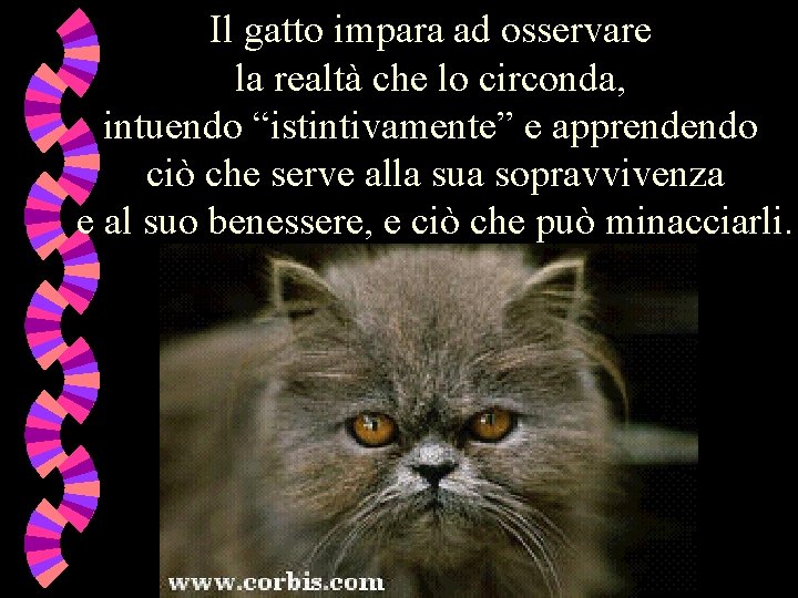 Il gatto impara ad osservare la realtà che lo circonda, intuendo “istintivamente” e apprendendo