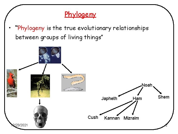 Phylogeny • “Phylogeny is the true evolutionary relationships between groups of living things” Noah