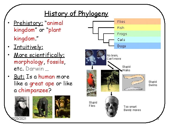 History of Phylogeny • Prehistory: “animal kingdom” or “plant kingdom. ” • Intuitively: •