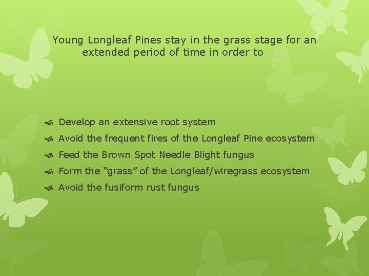 Young Longleaf Pines stay in the grass stage for an extended period of time