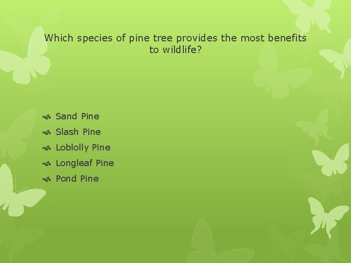 Which species of pine tree provides the most benefits to wildlife? Sand Pine Slash