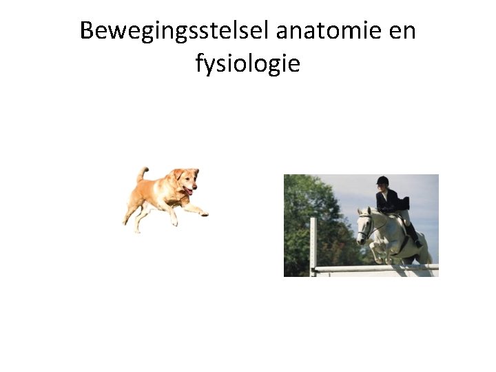 Bewegingsstelsel anatomie en fysiologie 