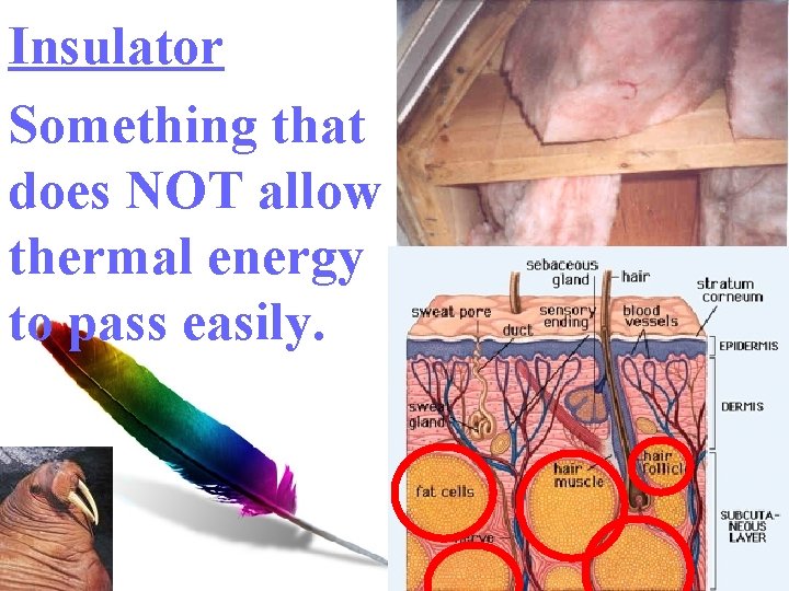 Insulator Something that does NOT allow thermal energy to pass easily. 