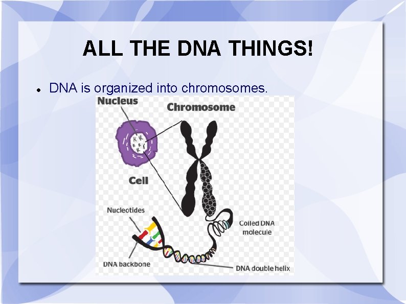 ALL THE DNA THINGS! DNA is organized into chromosomes. 