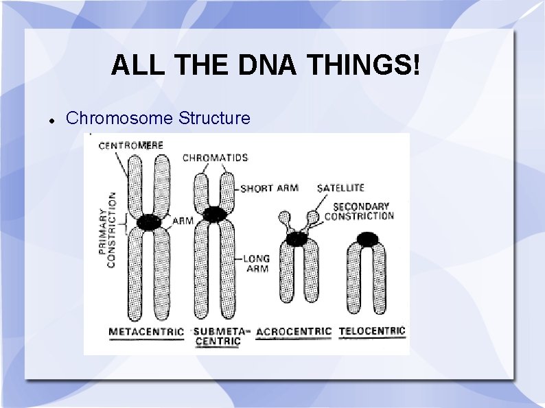 ALL THE DNA THINGS! Chromosome Structure 