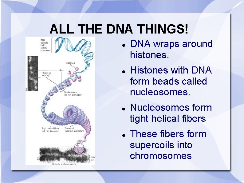 ALL THE DNA THINGS! DNA wraps around histones. Histones with DNA form beads called