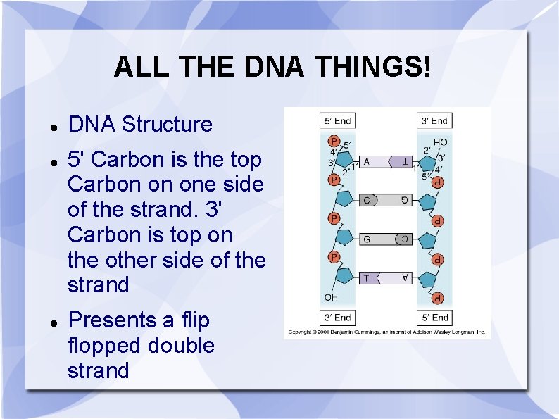 ALL THE DNA THINGS! DNA Structure 5' Carbon is the top Carbon on one