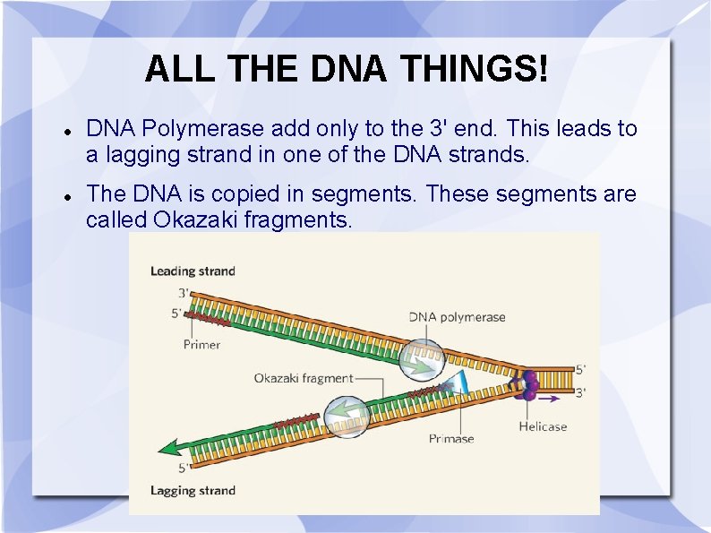ALL THE DNA THINGS! DNA Polymerase add only to the 3' end. This leads