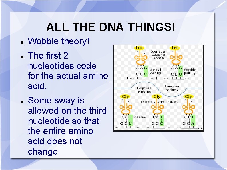 ALL THE DNA THINGS! Wobble theory! The first 2 nucleotides code for the actual