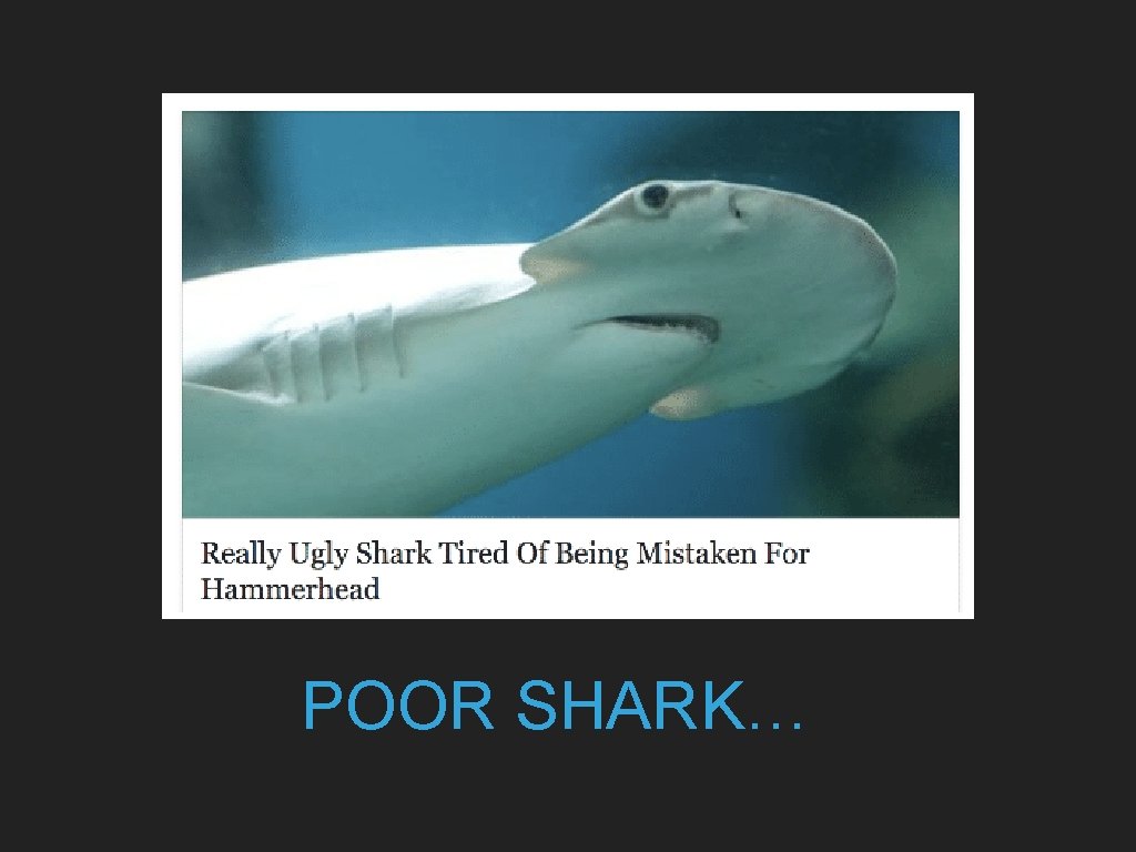 POOR SHARK… 