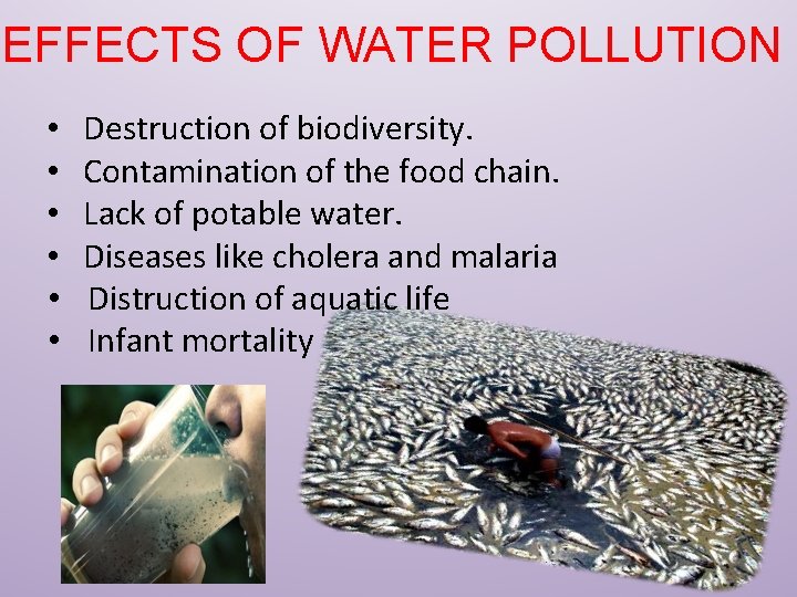 EFFECTS OF WATER POLLUTION • • • Destruction of biodiversity. Contamination of the food