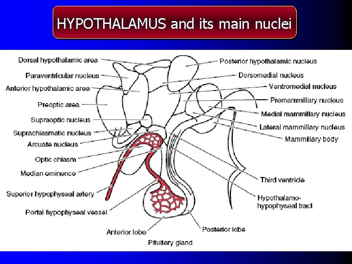 HYPOTHALAMUS and its main nuclei 