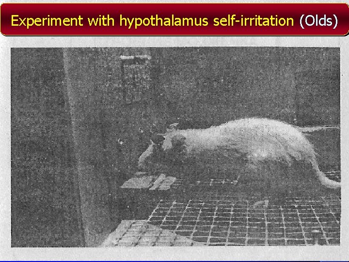 Experiment with hypothalamus self-irritation (Olds) 