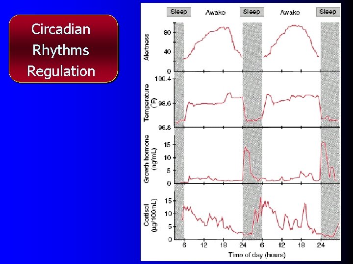 Circadian Rhythms Regulation 