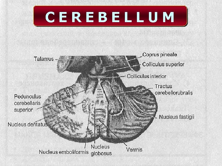 CEREBELLUM 