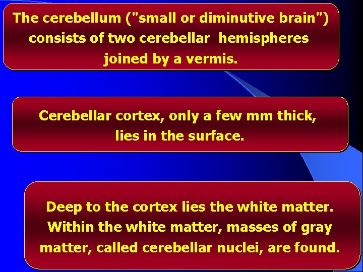 The cerebellum ("small or diminutive brain") consists of two cerebellar hemispheres joined by a