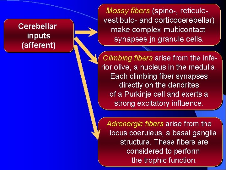 Cerebellar inputs (afferent) Mossy fibers (spino-, reticulo-, vestibulo- and corticocerebellar) make complex multicontact synapses