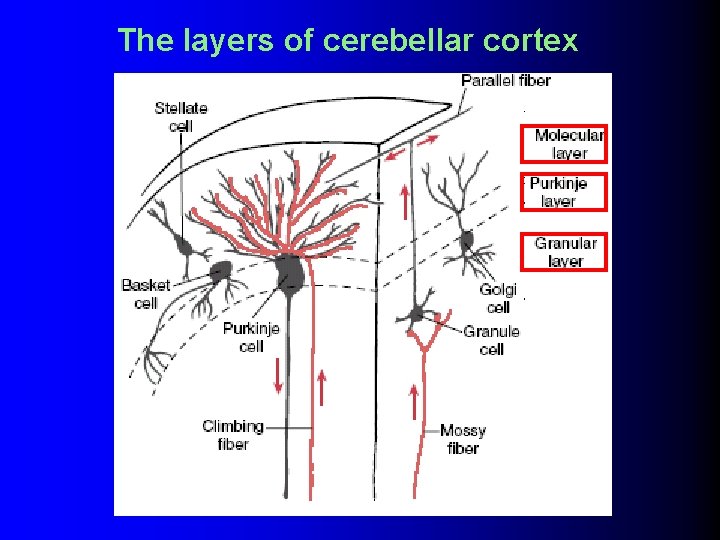 The layers of cerebellar cortex 