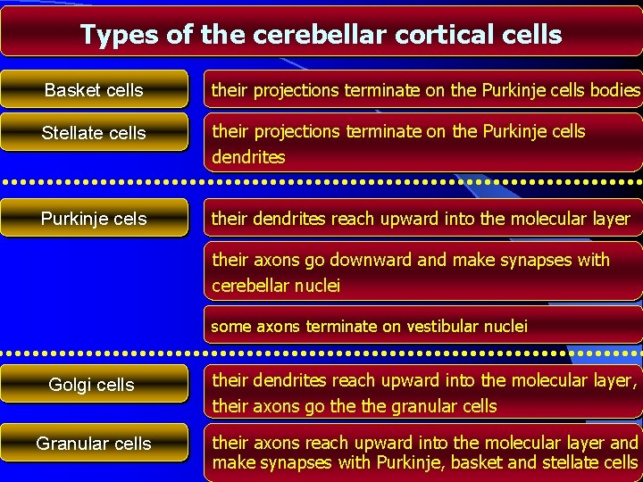 Types of the cerebellar cortical cells Basket cells their projections terminate on the Purkinje