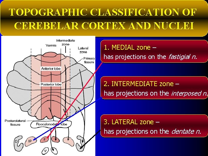 TOPOGRAPHIC CLASSIFICATION OF CEREBELAR CORTEX AND NUCLEI 1. MEDIAL zone – has projections on