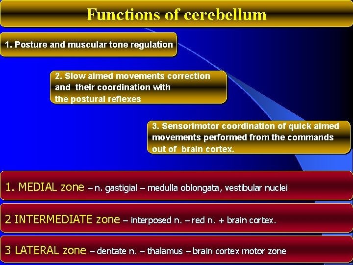 Functions of cerebellum 1. Posture and muscular tone regulation 2. Slow aimed movements correction