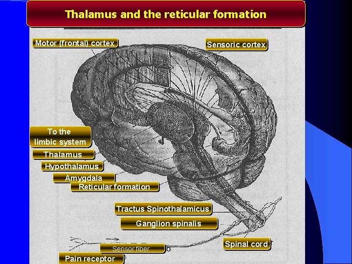 Thalamus and the reticular formation Motor (frontal) cortex Sensoric cortex To the limbic system