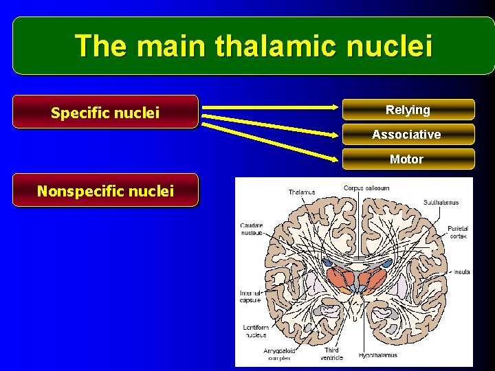 The main thalamic nuclei Specific nuclei Relying Associative Motor Nonspecific nuclei 