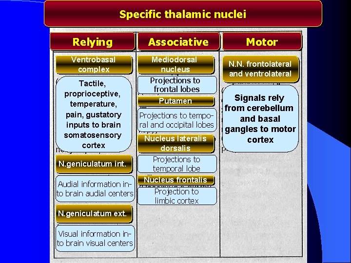 Specific thalamic nuclei Relying Ventrobasal complex Tactile, proprioceptive, temperature, pain, gustatory inputs to brain