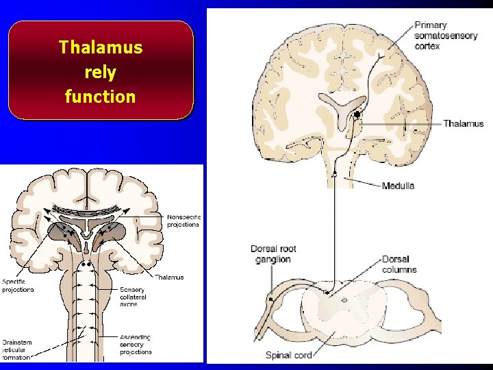 Thalamus rely function 