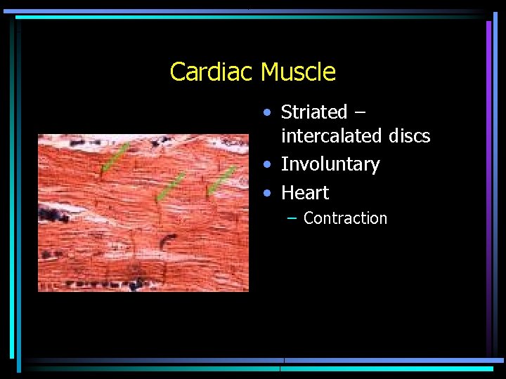 Cardiac Muscle • Striated – intercalated discs • Involuntary • Heart – Contraction Cardiac Muscle • Striated – intercalated discs • Involuntary • Heart – Contraction
