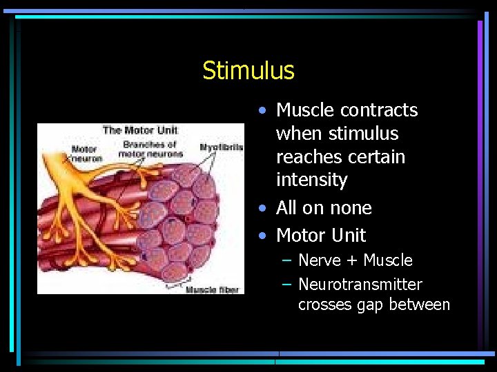 Stimulus • Muscle contracts when stimulus reaches certain intensity • All on none • Stimulus • Muscle contracts when stimulus reaches certain intensity • All on none •