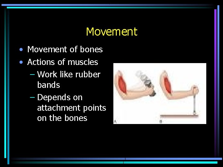 Movement • Movement of bones • Actions of muscles – Work like rubber bands Movement • Movement of bones • Actions of muscles – Work like rubber bands
